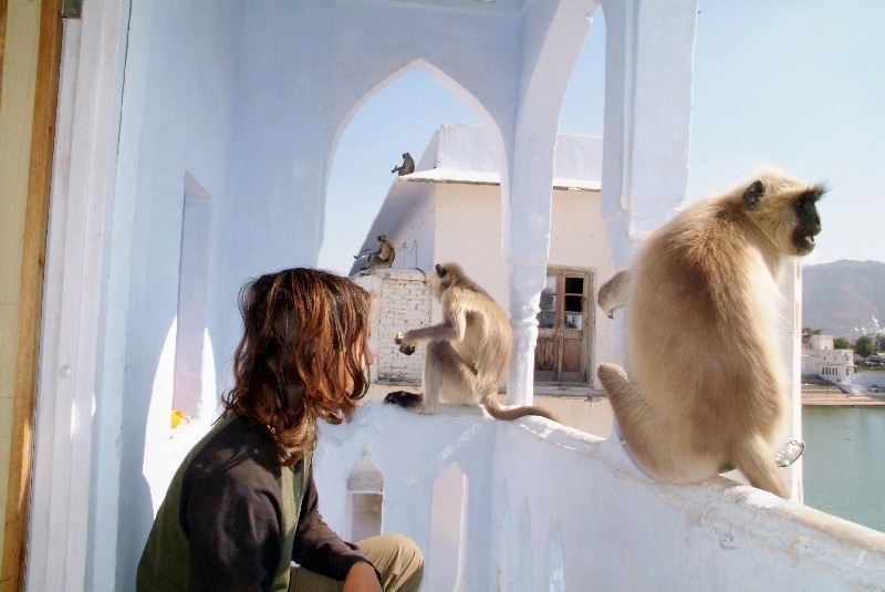 Rajasthan, Indien: Die Affen besetzen unseren Balkon