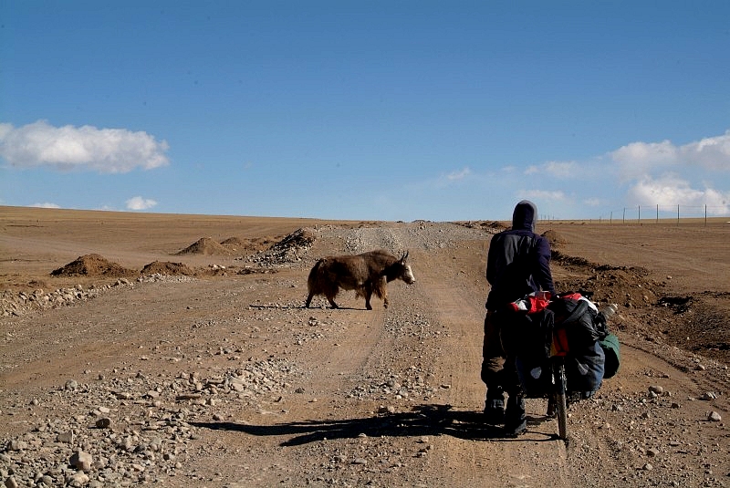 tibet4 025-yaks-kreuzen-die-strasse