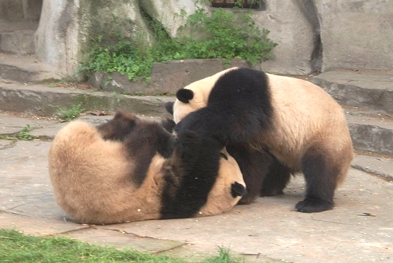 china3 034 pandabären beim kebbeln
