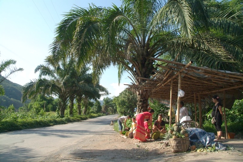 Jinghong, Yunnan, China: Marktstand mit Jackfrüchten und Ölfrüchten
