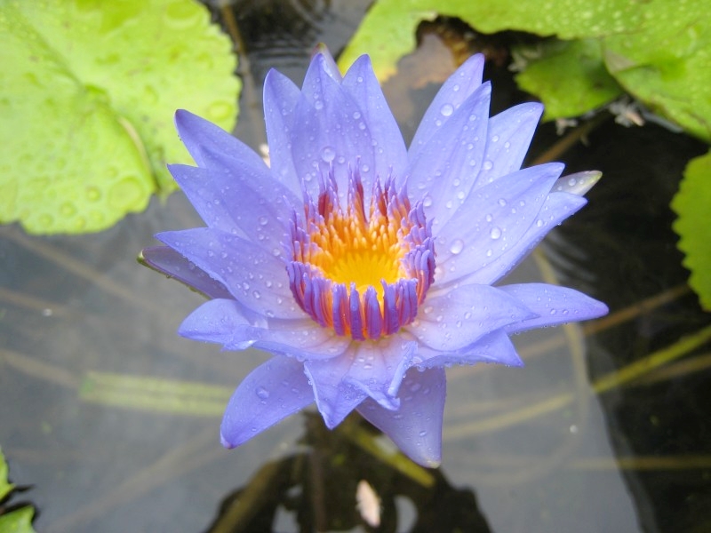 Jinghong, Yunnan, China: Botanischer Garten