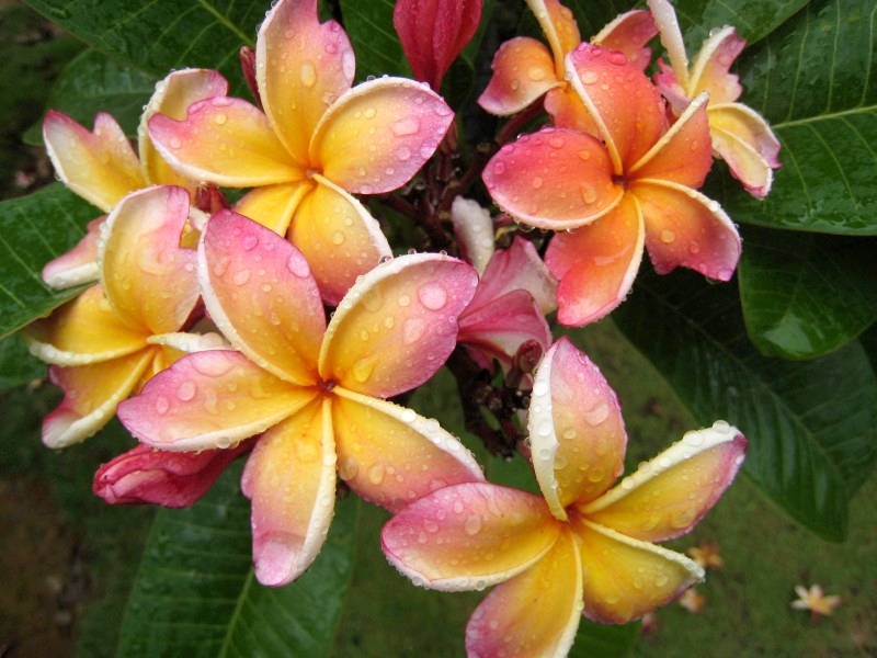 Jinghong, Yunnan, China: Botanischer Garten