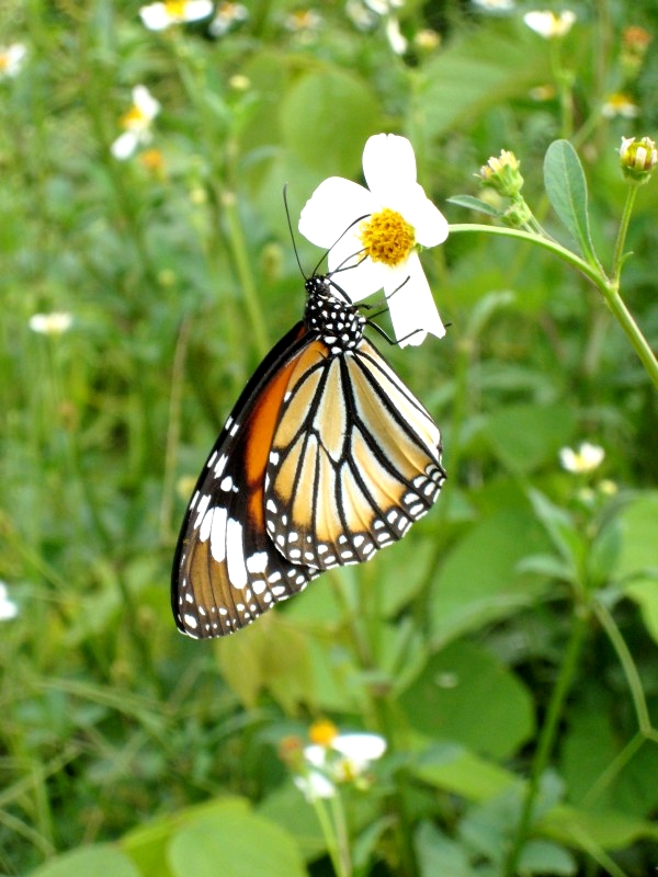 Jinghong, Yunnan, China: Schmetterling