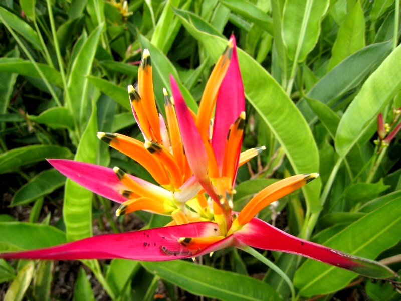 Jinghong, Yunnan, China: Botanischer Garten