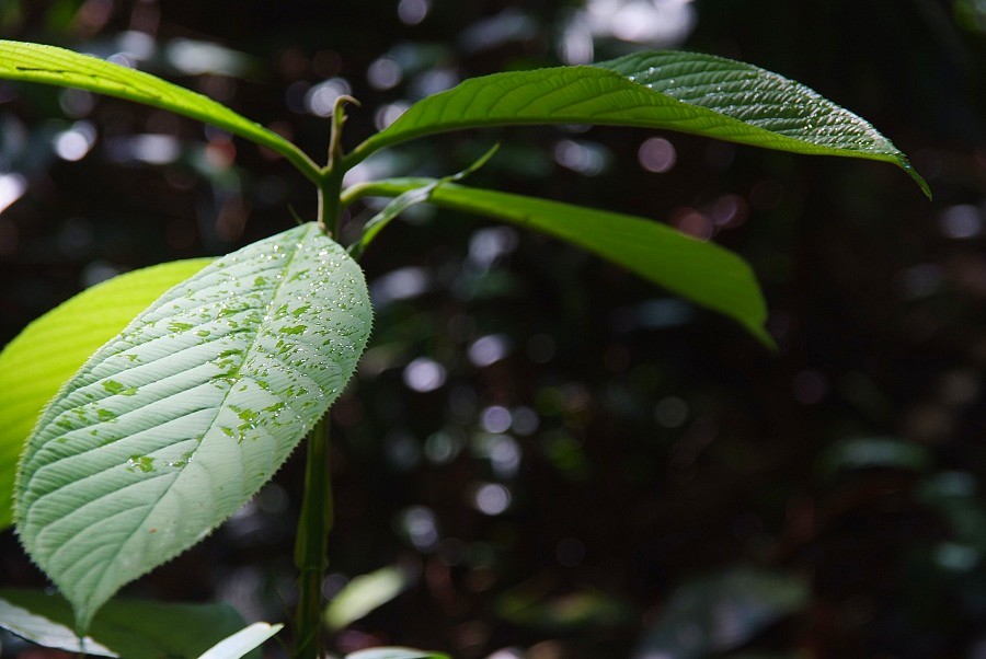 Malaysien Penang 007