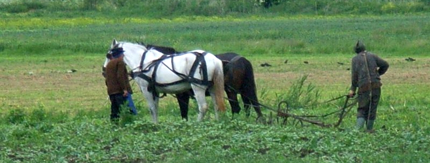 Feldarbeit Rumaenien